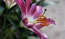 12生肖一星期运程 （2022.5.12-5.18）