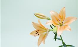 羲邑师姐：生肖龙一周运势(5.23-5.29)