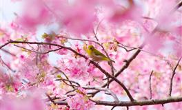 礼貌待人仔细谨慎，德才兼备的4生肖