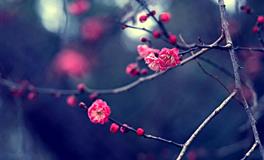 盘点6月异性缘爆棚，桃花运最旺的四大主星