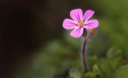 啥星座更易在职场叱咤风云