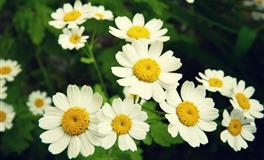 别慌！淡定面对职场危机的是四大星座