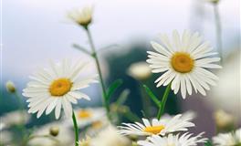 苏珊米勒每日运势2022年6月11-12日