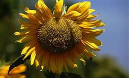 脾气说炸就炸，没有任何征兆，谁都不服的四大星座