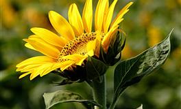 展钰凝金牛座一周运势（6.27-7.3)