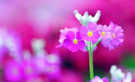 深情不纠缠 会给爱人空间的星座