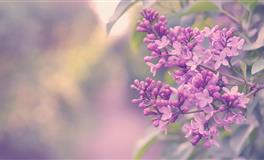 竹猫星球处女座一周塔罗运势（6.27-7.3）