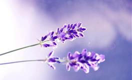 那些为事业宁可放弃感情的狠人星座