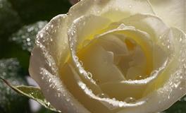 闹闹女巫店天秤座一周运势（6.27-7.3）