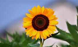 情商高，心眼多的三个星座，一般人还真不是他们的对手