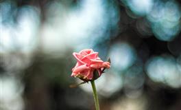 喜欢推卸责任，遇到困难会选择逃避的三大星座