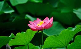 做事犹豫不决，摇摆不定，缺少魄力的三大星座