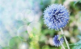 裴恩2022年7月星座运势前言