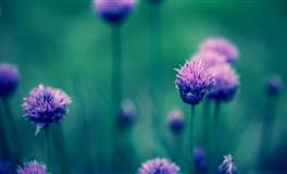 在工作中总是能够有突出表现，得到老板赏识的五大生肖