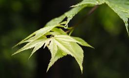 开运巨蟹月，12星座的开运指南建议