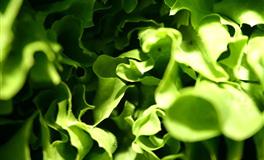 2022下半年桃花运超旺的星座TOP5