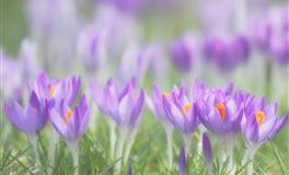 凯利.福克斯处女座2022年6月运势