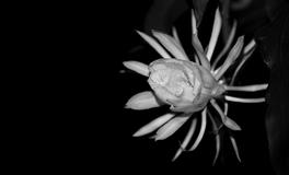 土星逆行：你的负担会变成礼物，照亮你前行的路