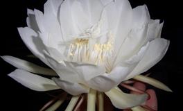 杀破狼射手座一周运势(6.6-6.12)