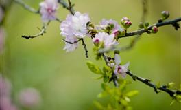 董易林生肖狗农历五月份运程