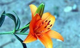 6月，考试能超常发挥，顺利上岸的星座