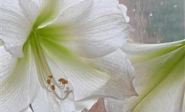 羲邑师姐生肖狗一周运势(6.6-6.12)