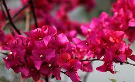 羲邑师姐生肖猴一周运势(7.25-7.31)