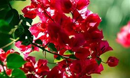 娜迪亚巨蟹座本周运势（7.18-7.24）