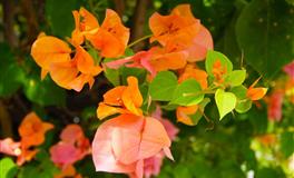 竹猫星球一周星座塔罗运势（7.11-7.17）