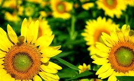 感情“绝不三心二意”的生肖，任时间流逝都会用心爱对方