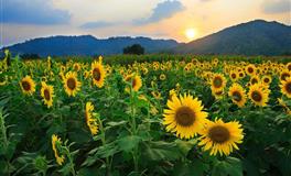 2022下半年有人求婚【你就嫁】星座