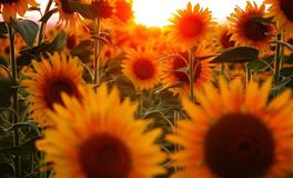 分享：四大血型人的创意小心思