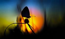 对爱情有洁癖，不容忍背叛的星座