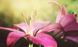 苏珊米勒每日运势2022年7月11日