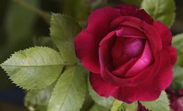 14主星本周幸运冠军0718-0724