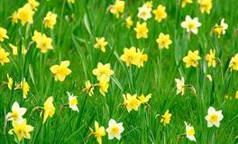 羲邑师姐生肖羊一周运势(7.11-7.17)