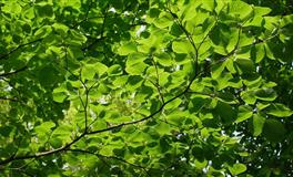 花甜天秤座2022年8月运势