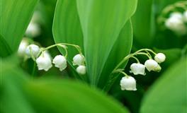 为人正直乐于助人，人缘极好的四大星座