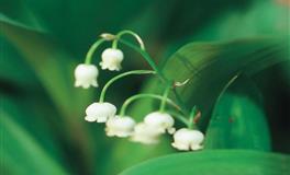 竹猫星球双子座一周塔罗运势（7.11-7.17）