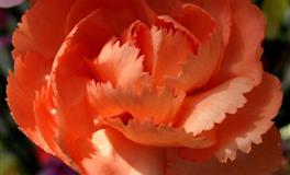 杀破狼天蝎座一周运势(7.11-7.17)