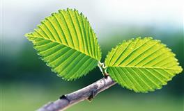 竹猫星球双子座一周塔罗运势（7.18-7.24）