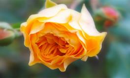 永远将老婆放在第一位的3个生肖男，老婆就是他们的一切