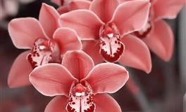 紫微一周好运播报（07.04-07.10）