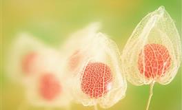 把爱情看的最重要的星座女TOP3