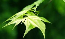 羲邑师姐12生肖一周运势(7.4-7.10)