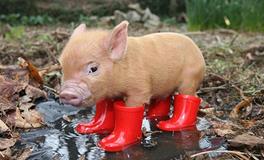 1959年属猪的五行属什么，是什么命？