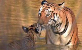 1962年属虎的五行属什么，是什么命？