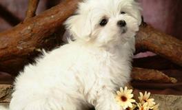 1982年属狗的五行属什么，是什么命？