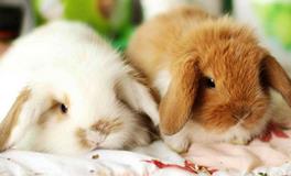 1987年属兔的五行属什么，是什么命？