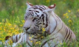 2022年属虎的五行属什么，是什么命？